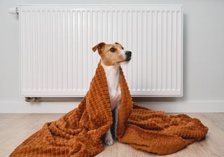 ¿Es bueno ponerle ropa a los perros en los meses fríos? Cuándo y cómo abrigar a tu mascota