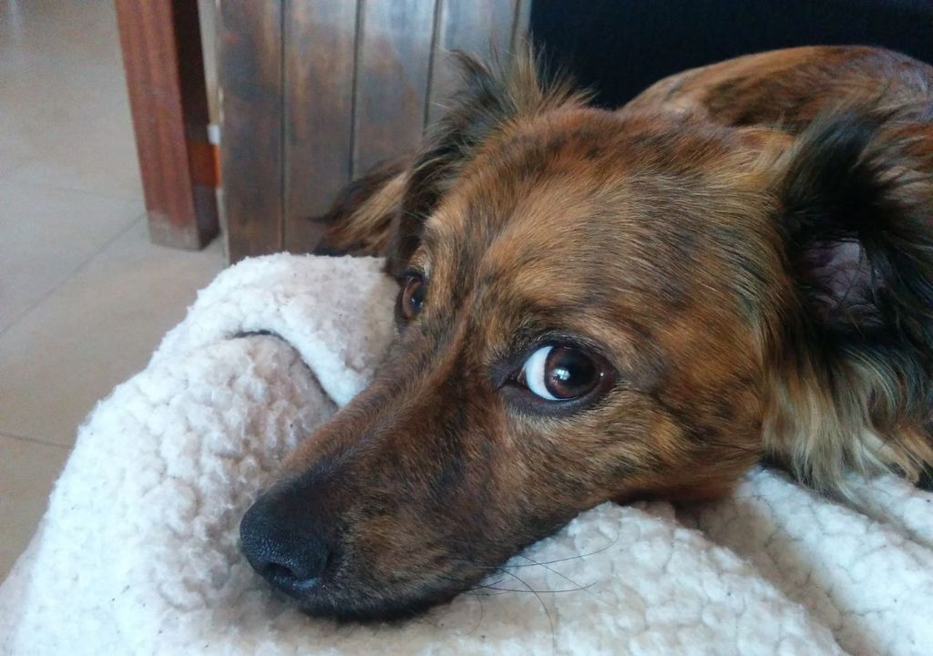 Perrito buscando abrigo Perrito buscando abrigo