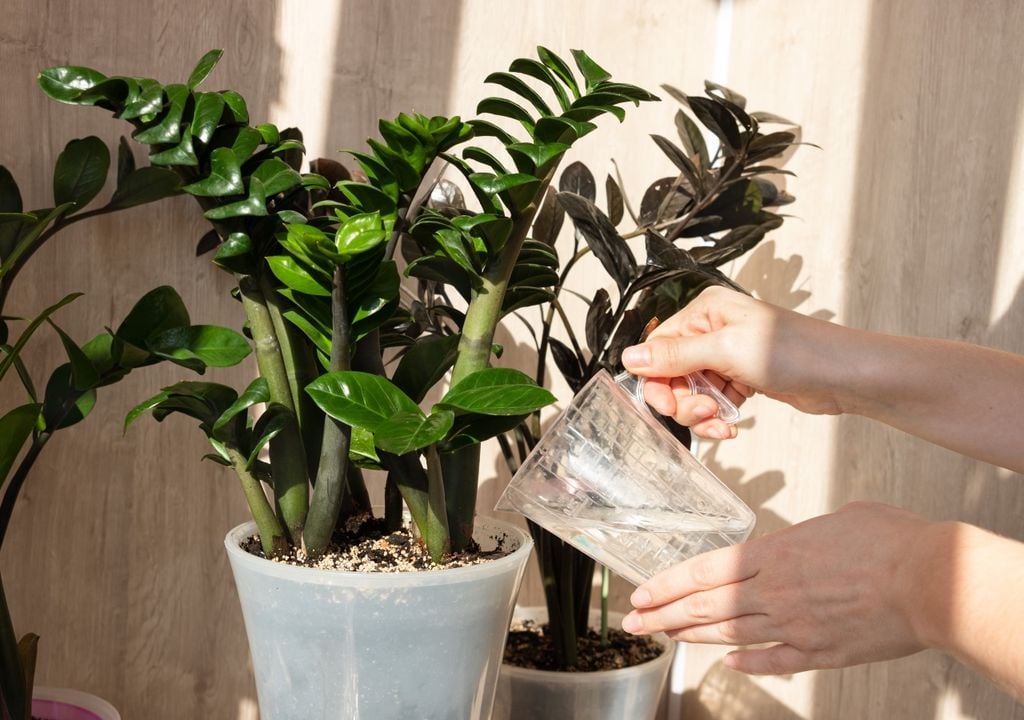 planta La especie puede mantenerse en ambientes con poca claridad e incluso donde predomina la iluminación artificial. Sin embargo, crece mejor cuando recibe luz natural brillante e indirecta.