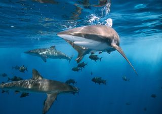 Lo que dice la ciencia sobre la impresionante capacidad de la piel de los tiburones para curar sus heridas