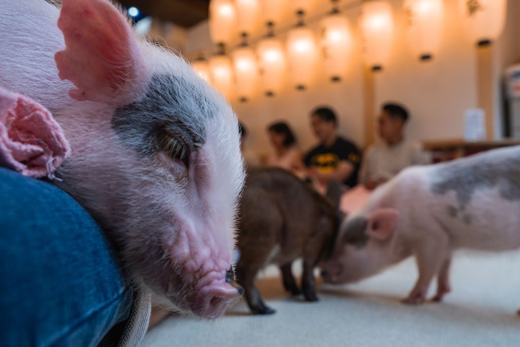 Einfach gute Gesellschaft: Die Mini-Schweine sind intelligent, freundlich und entspannt. Foto: Adobe Stock