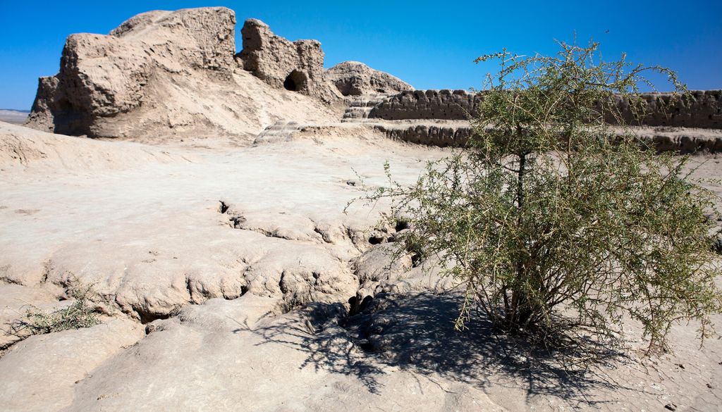 El saxaul es una especie arbustiva resistente a la sal que ayuda a fijar el suelo y a reducir las tormentas de polvo tóxico.