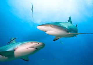 ¿Es posible un ataque de tiburón en las playas españolas como ha ocurrido en el mar Rojo?