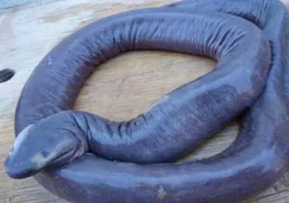 The "penis snake" is a real and unique animal, find out about its biological peculiarities