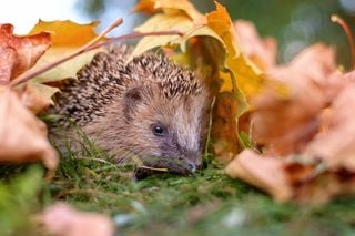 Es schnauft und raschelt im Beet? So kommt der Igel in Ihrem Garten gut durch den Winter