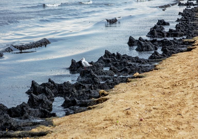 ¿Es seguro comer pescado tras el derrame de Pemex en la costa de Tabasco?