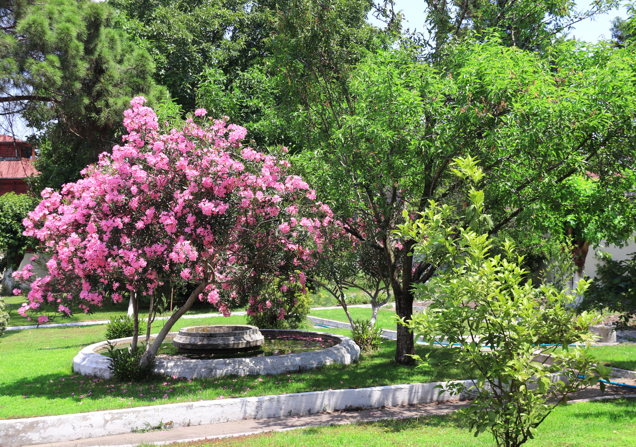 Esta especie florece desde primavera hasta el otoño, es por eso que resulta tan atractiva para algunos paisajistas, ya que agrega un toque de color durante meses.