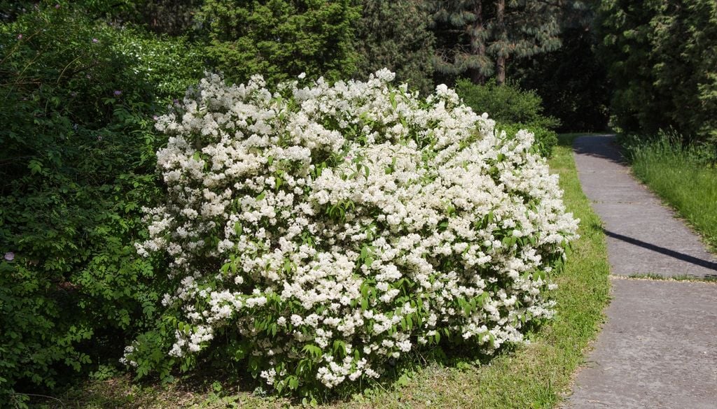 El viburno coreano se integra con naturalidad en jardines de todos los tamaños, aportando estructura, floración y perfume en equilibrio.