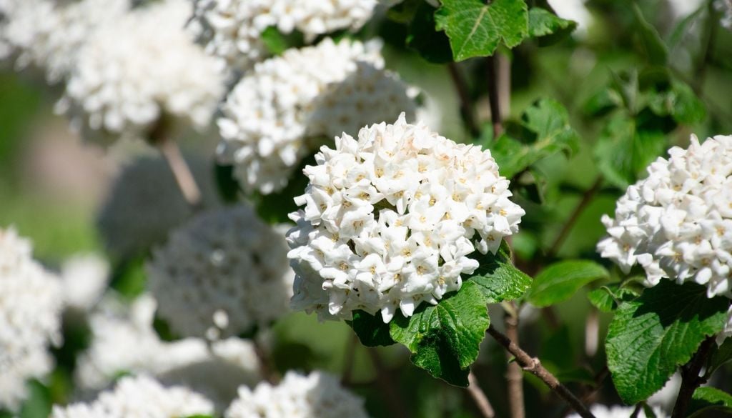 Este arbusto ornamental compacto se adapta bien a jardines urbanos de bajo mantenimiento.