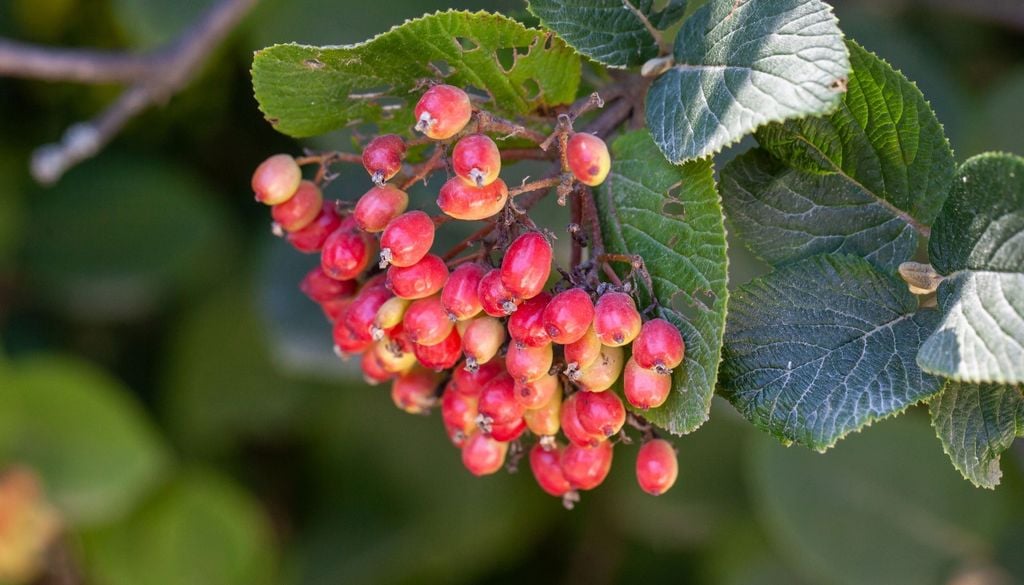 Después de la floración aparecen pequeños frutos que completan su ciclo ornamental.
