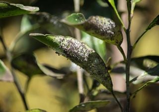 Esas pelusas blancas que matan tus plantas: c&oacute;mo eliminar la cochinilla algodonosa con remedios caseros
