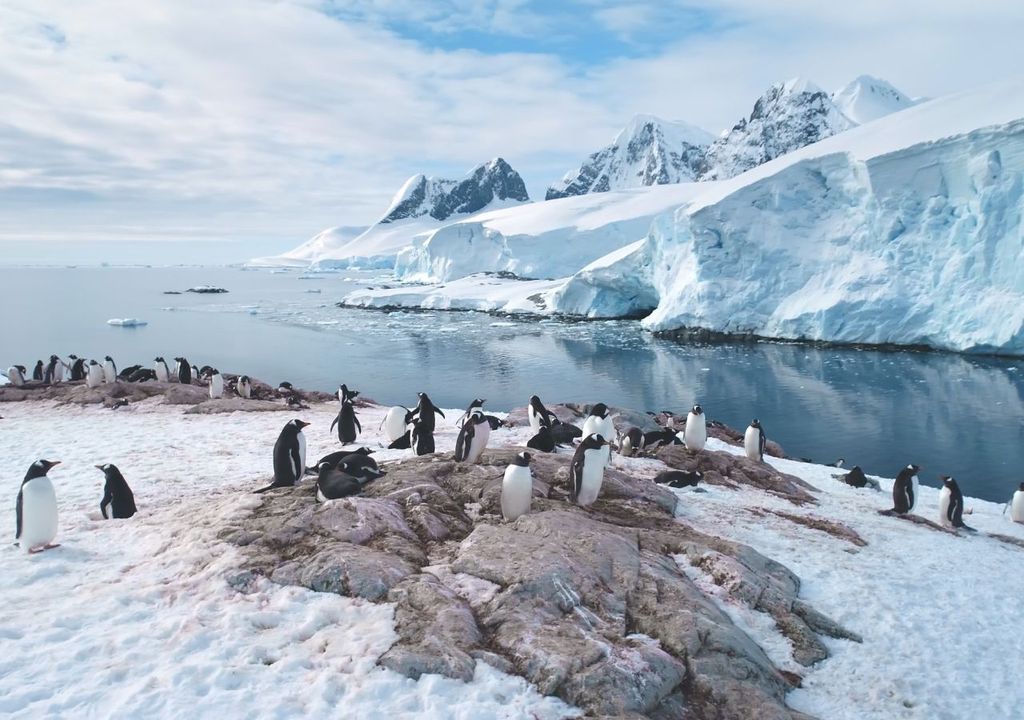 Pingüinera en Bahía Paraíso