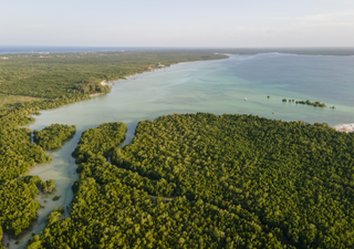 Escudo verde: ¿Por qué los Manglares son clave en la protección costera contra huracanes?