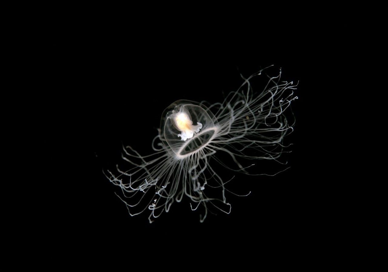 Per quanto riguarda gli animali biologicamente immortali, il caso più noto è quello delle meduse appartenenti al genere Turritopsis, note proprio come meduse immortali.