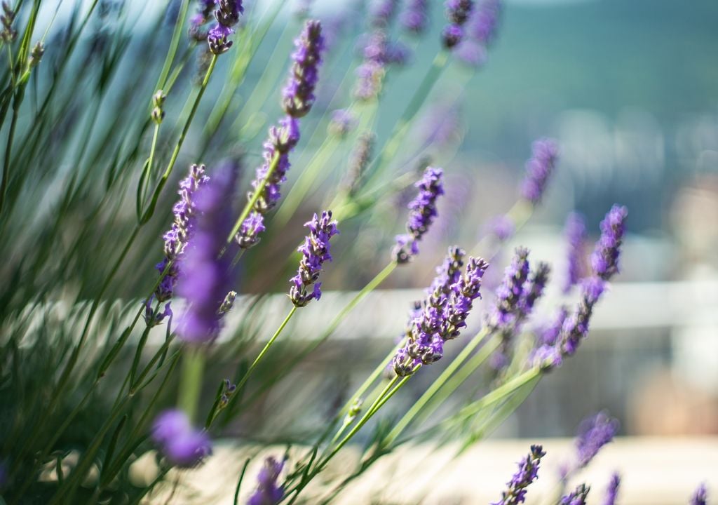 El uso de plantas aromáticas en los jardines urbanos es un acierto por su resistencia al calor y la reducción del consumo de agua.