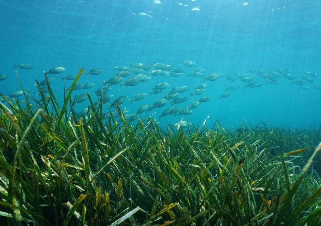 Las praderas marinas están formadas principalmente por especies como Posidonia oceanica y Cymodocea nodosa
