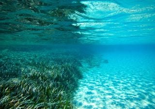 Por qu&eacute; las praderas marinas del Mediterr&aacute;neo se han colado en un Real Decreto