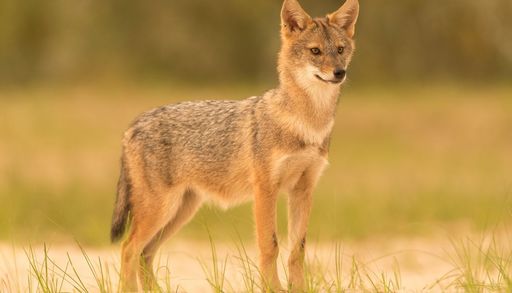 Unos cient&iacute;ficos en Nature: las condiciones de Espa&ntilde;a son cada vez m&aacute;s favorable para la expansi&oacute;n del chacal dorado