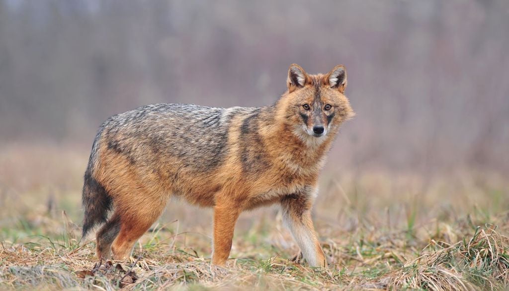Chacal España es actualmente uno de los territorios europeos con mayor potencial para la expansión del chacal dorado
