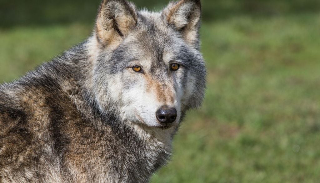 Lobo Los chacales parecen utilizar los entornos humanizados como una especie de refugio frente a los lobos
