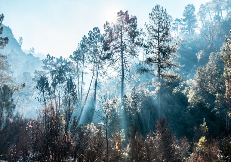 ¿Por qué España es más verde si los climas áridos se están extendiendo? ¿Por qué España es más verde si los climas áridos se están extendiendo?
