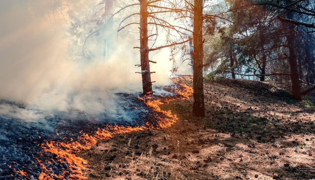 Incendio forestal Casi una de cada dos hectáreas arrasadas por las llamas en la Unión Europea se encuentra en territorio español