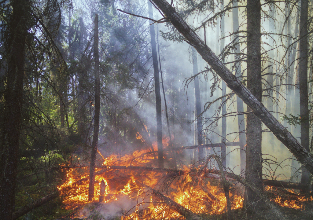 Incendio forestal Incendio forestal