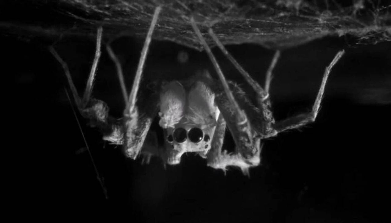 Uma aranha-saltadora australiana, de cabeça para baixo na sua teia de seda, enquanto dorme. Crédito: Daniela C. Rößler