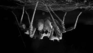 Espasmos dos membros e movimentos r&aacute;pidos dos olhos &mdash; sim, os c&atilde;es sonham, e parece que as aranhas saltadoras tamb&eacute;m