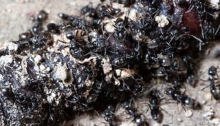 Espèce invasive en France et en Europe : avez-vous des fourmis noires dans votre jardin ?