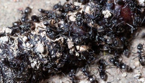 Esp&egrave;ce invasive en France et en Europe : avez-vous des fourmis noires dans votre jardin ?