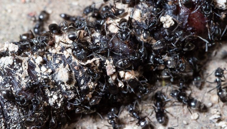 Esp&egrave;ce invasive en France et en Europe : avez-vous des fourmis noires dans votre jardin ?