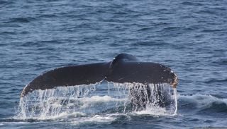 Cette esp&egrave;ce marine est menac&eacute;e &agrave; cause du changement climatique