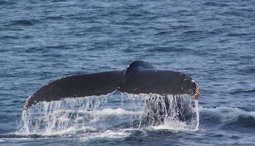 Cette esp&egrave;ce marine est menac&eacute;e &agrave; cause du changement climatique