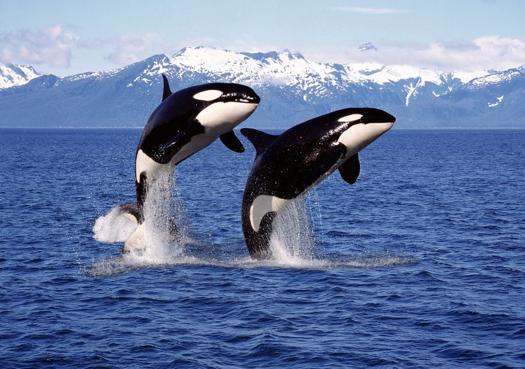 orcas; ataques