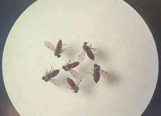 Especialistas alertam: com mais de 11 mil casos confirmados, a febre do Oropouche está se espalhando pelo Brasil