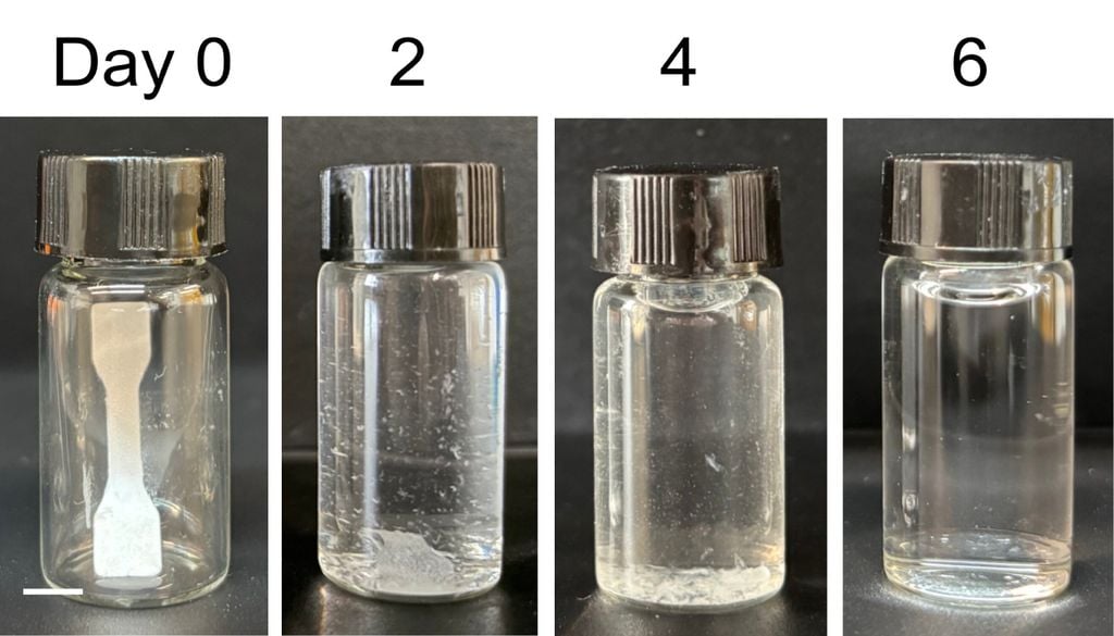 Os recentes avanços na biologia sintética possibilitaram o desenvolvimento de plásticos vivos com esporos incorporados. Estes plásticos vivos podem funcionar quando os esporos estão dormentes e degradam-se quando são ativados. Crédito: Adaptado de ACS Applied Polymer Materials 2026, DOI: 10.1021/acsapm.5c04611