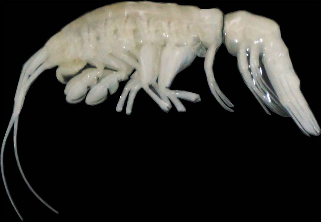 Dulcibella camanchaca