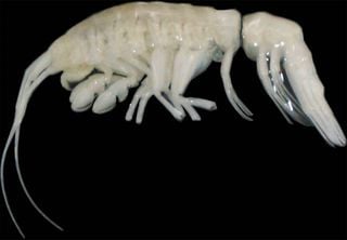 Espécie animal de aparência alienígena é descoberta nas profundezas do oceano Pacífico