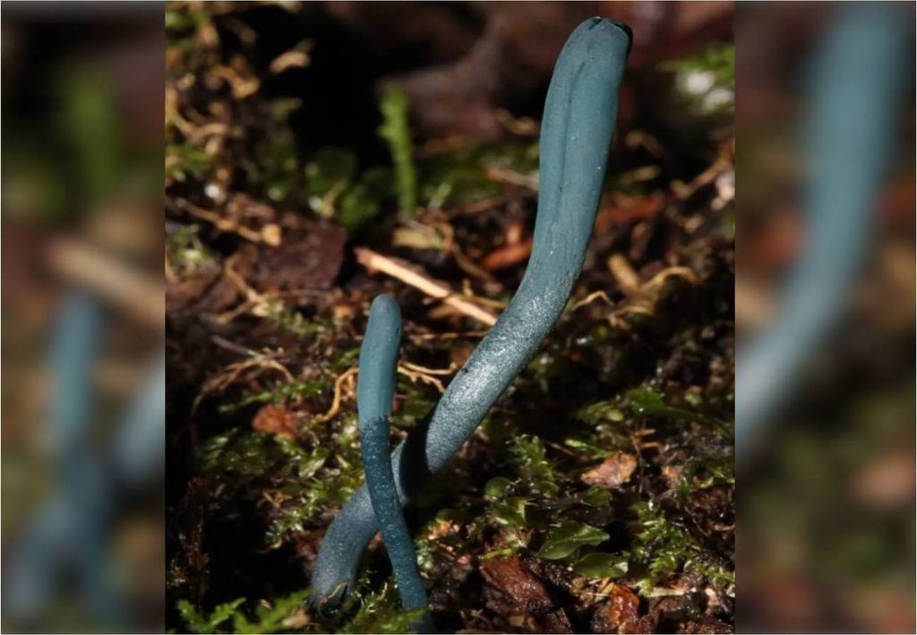 Blauer Pilz (Microglossum azeurum)