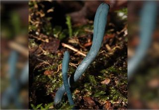 Espécie de fungo azul, a única no mundo, é descoberta por pesquisadores no Brasil