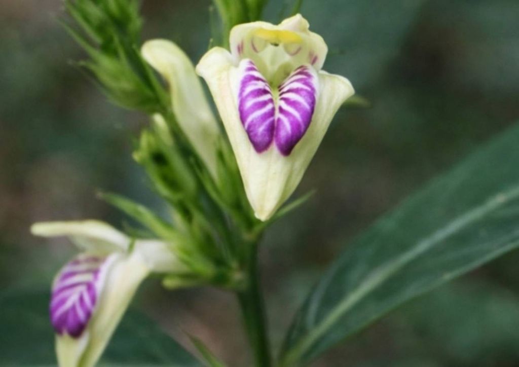A planta encontrada no Rio de Janeiro. Crédito: Divulgação Inea/RJ.