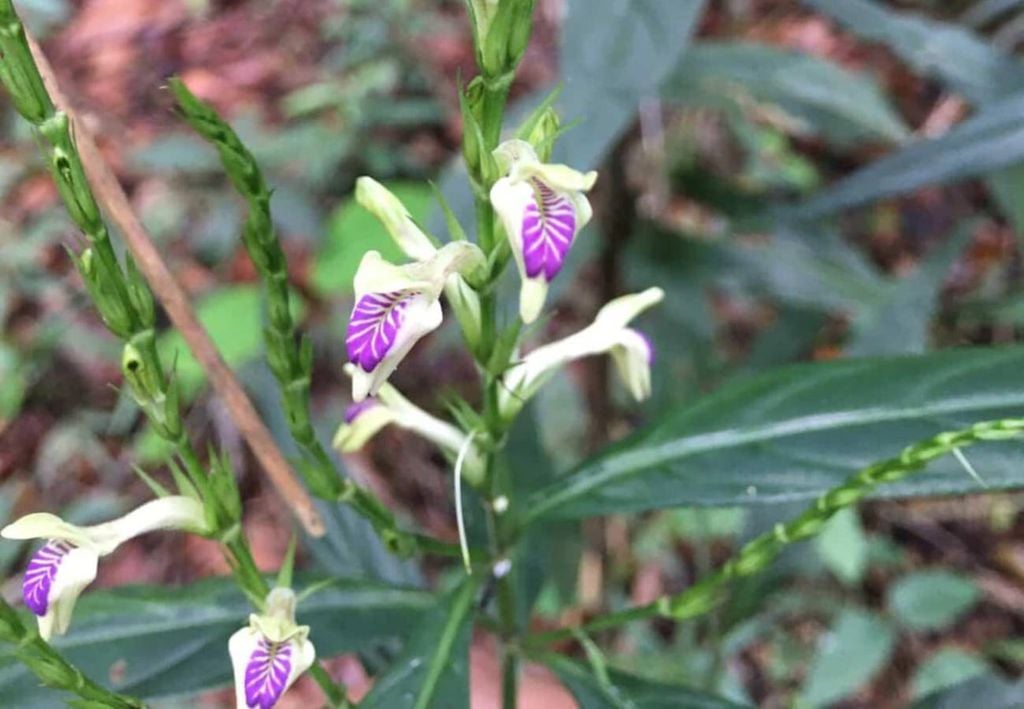 A planta foi registrada em região de mata densa, a 1.200 metros de altitude na Reserva de Araras, no Rio de Janeiro. Crédito: Divulgação Inea/RJ.