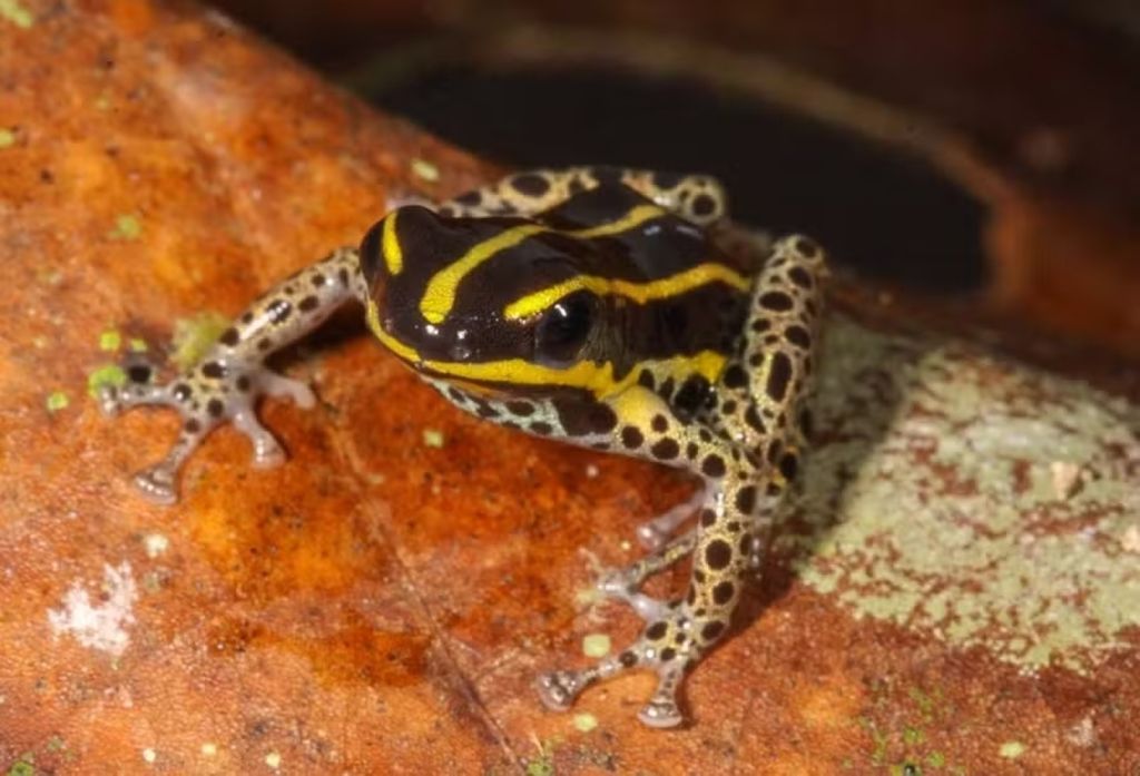 Medindo cerca de 15cm, espécie de rã venenosa é descoberta na Amazônia Medindo cerca de 15cm, espécie de rã venenosa é descoberta na Amazônia