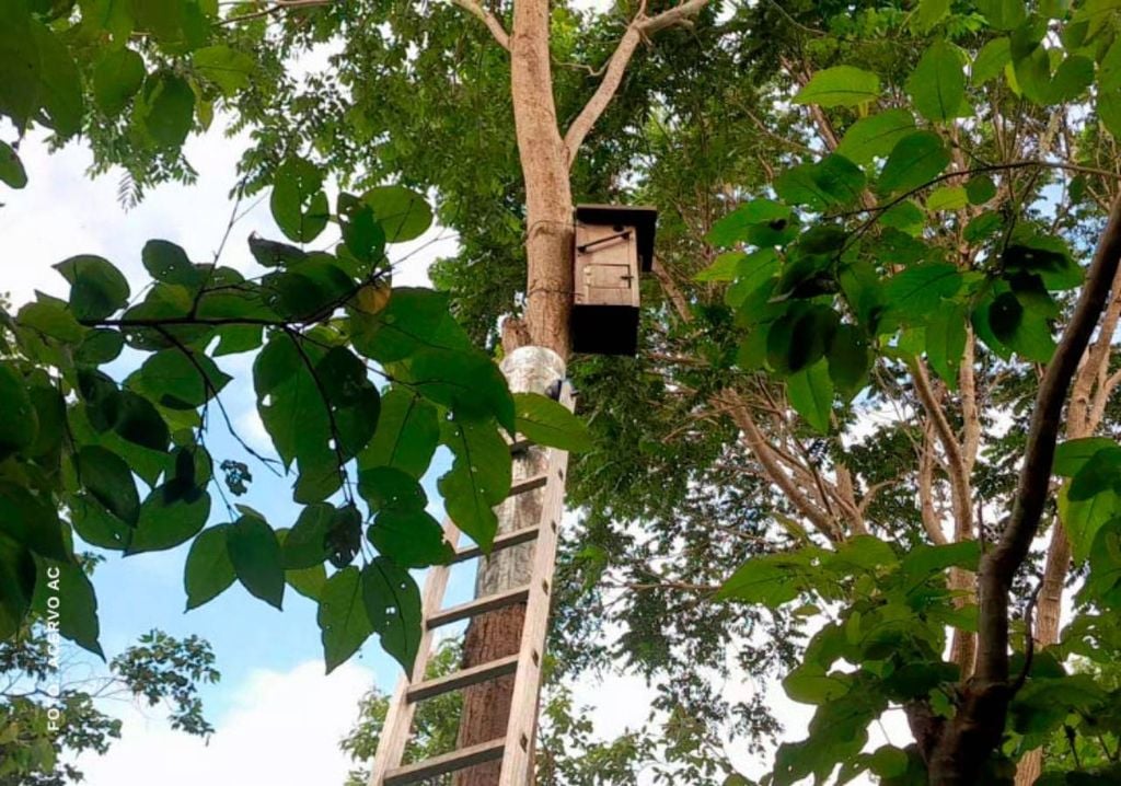 As caixas-ninho instaladas pelos pesquisadores em áreas da Reserva Natural Serra das Almas. Crédito: Divulgação.