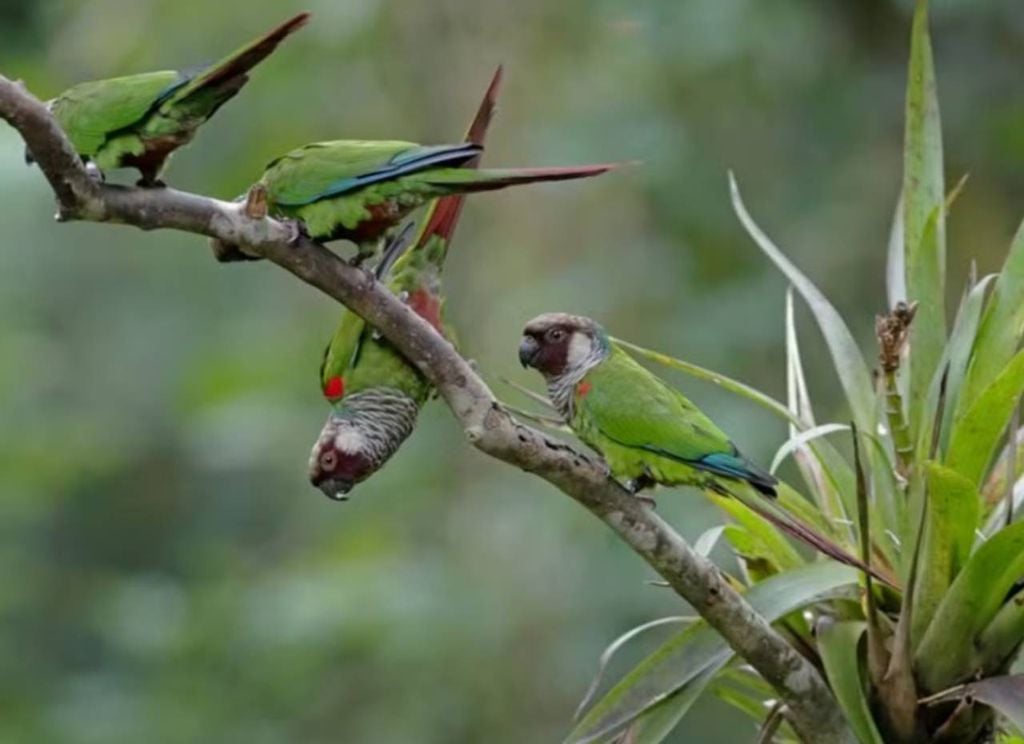 O periquito-cara-suja é uma ave exclusiva do Nordeste brasileiro e vive em pequenos bandos de 4 a 15 indivíduos. Crédito: Fábio Nunes/Aquasis.