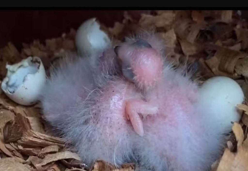 Após um século, espécie de periquito raro volta a nascer livre na Caatinga. Crédito: Associação Caatinga.