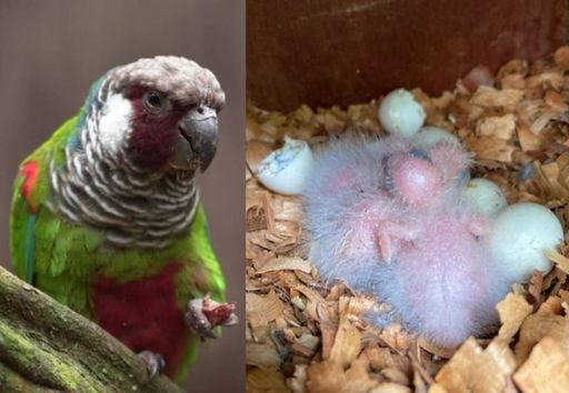 Esp&eacute;cie rara volta a voar e se reproduzir na Caatinga depois de mais de 100 anos