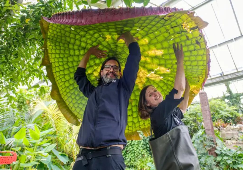 El loto recién descubierto más grande del mundo