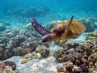 Se añaden casi 2.000 especies nuevas amenazadas en la Lista Roja de la biodiversidad mundial